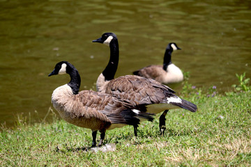 Beautiful couple of geese 