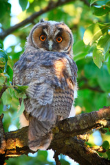 owlet of long eared owl
