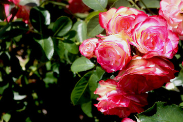 Beautiful Roses 
