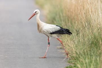 storch auf straße