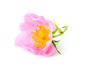 Obraz premium Dog rose; Rosa canina flower isolated.