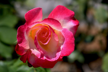 Beautiful rose