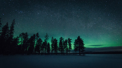Sapins sous les aurores boreales