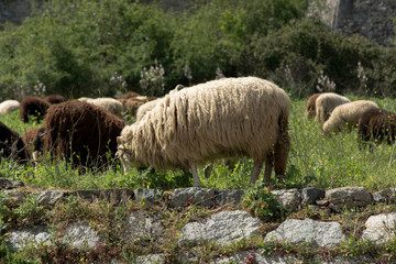 Mouton Corse