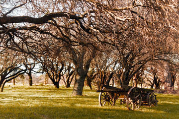 Fototapeta na wymiar Abandoned cart on a farm among trees