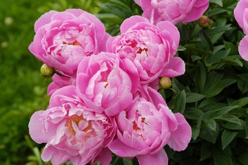 Beautiful pink peonies in the summer garden