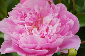 Beautiful pink peonies in the summer garden