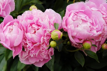 Beautiful pink peonies in the summer garden
