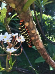 chenille en Martinique