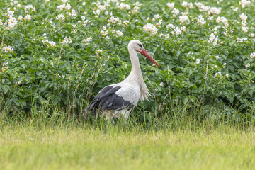 storch vor kartoffelfel