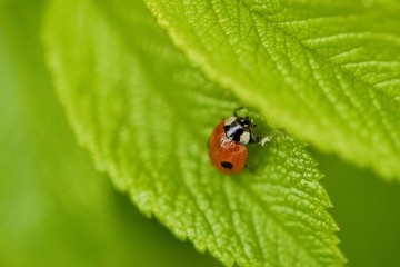 Beautiful ladybug on a green leaf view