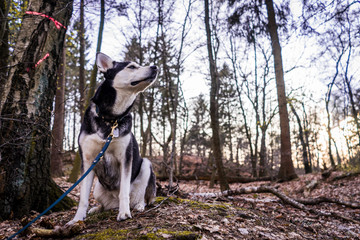 Husky im Teutoburger Wald