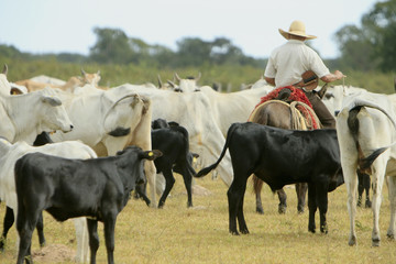 Fazenda de gado - MS