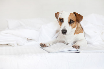 Dog with book