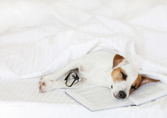 Sleeping dog with book