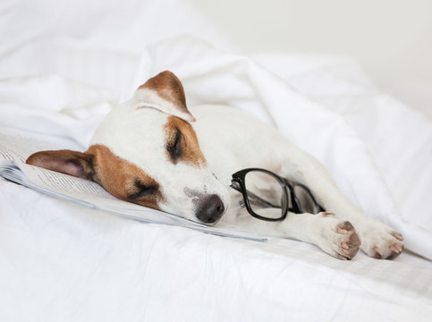 Sleeping dog with book