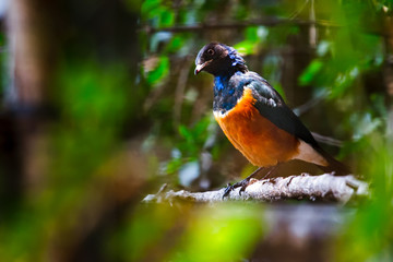 Superb Starling Bird on a Branch