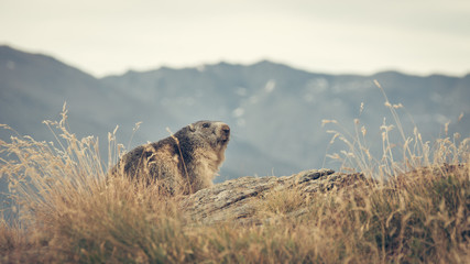 Marmotte au parc de la vanoise