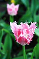 pink and white tulips flowers
