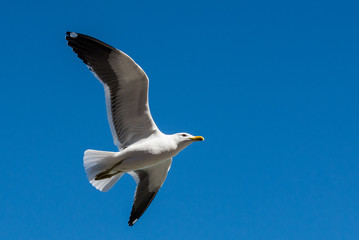 Gaivota voando no céu azul