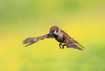 Obraz premium little bird flits Sunny summer day spread its wings