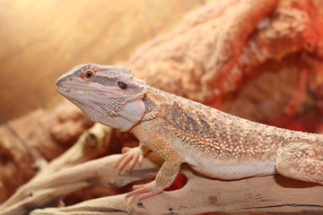 Lézard pogona vitticeps agame barbu