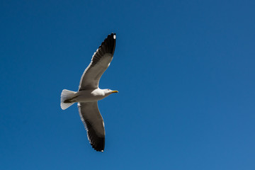 albatroz em vôo no céu azul