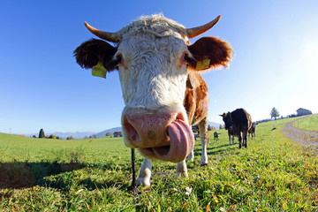 Weitwinkelaufnahme von einem Simmentaler Rind, das sich die Nase leckt