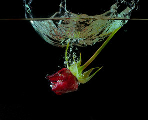 Falling into the water a red rose, creating a splash