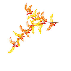 Branch of rowan berries autumn