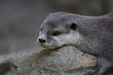 コツメカワウソ