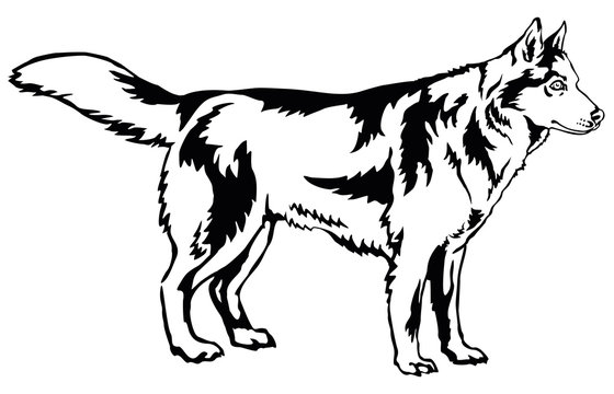 Decorative standing portrait of dog Siberian husky, vector illustration