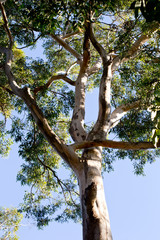 Tree top of large Eucalyptus tree - Australia