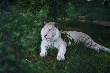 Wild animals, wildlife, a tiger resting in the grass, a zoo