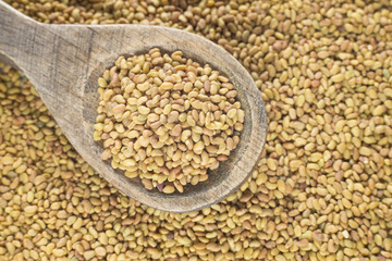 Seeds alfalfa - Medicago sativa