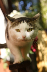 country cat close up photo on sunny day clother up photo