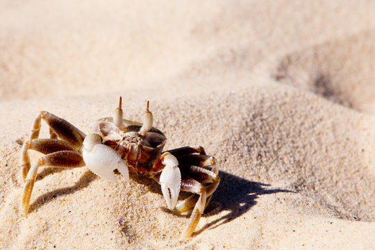 Ghost Crab in sand on beach