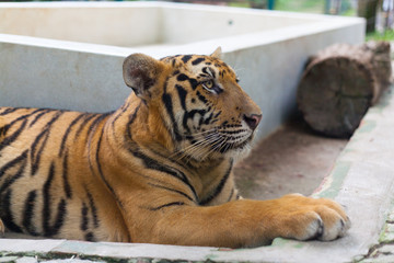 Tropical Orange Striped Tiger Paw in Tiger Temple Thailand North Chang Mai