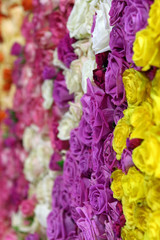 Beautiful wall made of colourful roses
