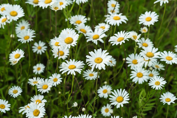 Fototapeta premium Close-up part of beautiful wild daisys flowers in the wind. Summer day after rain. Concept of seasons, ecology, green planet, Health, natural green pharmacy, perfumery