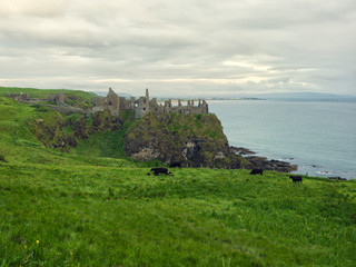Fototapeta na wymiar ruin of Dunluce Castle,Northern Ireland