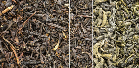 historical black and green tea collection