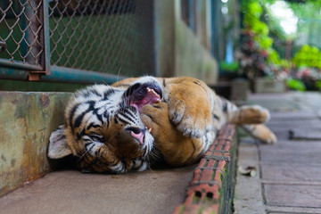 Tropical Twisting Orange Striped Tiger yawns in Mouth in Tiger Temple Thailand North Chang Mai
