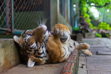 Tropical Orange Striped Tiger Paw in Mouth in Tiger Temple Thailand North Chang Mai