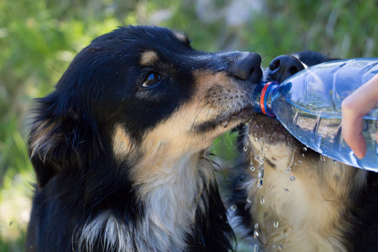 L'hydratation des chiens en balade