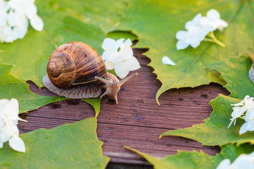 Grape snail. Culinary delicacy in many countries of the world, especially in France. Live nature. Flora and fauna. Macro shooting. Summer. Leaves of grapes and flowers.