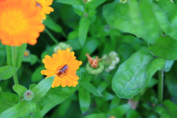 flower and insect