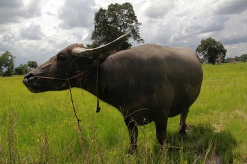 Buffalo is a four-foot animal that feeds on long, spiky, and spiked cats. Grass is a food to live...
