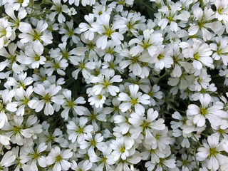 Small white flowers.