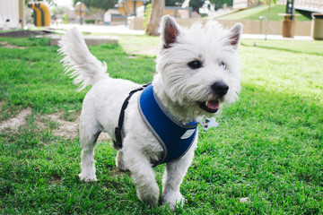 De paseo con mi perra